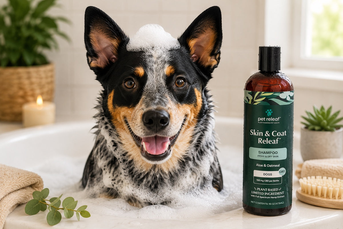 Itchy & Dry Skin CBD Shampoo For Dogs